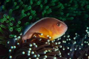 Anemone Fish Thailand Vruce A. Campbell