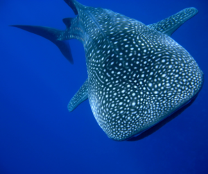 Whale Shark Costa Rica