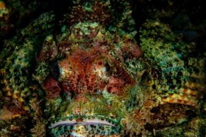 Scorpion Fish Thailand - Bruce A. Campbell