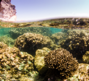 Sea of Cortez Liveaboard