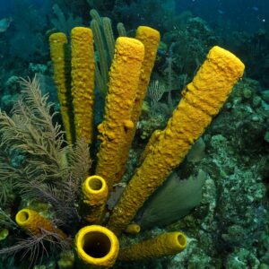 Belize Scuba Diving