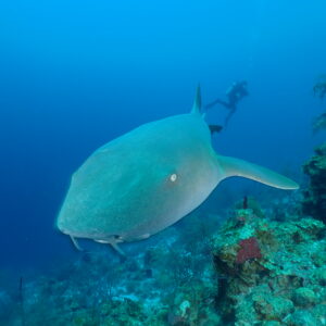 Belize Scuba Diving