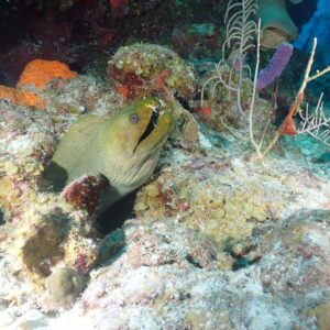 Belize Scuba Diving