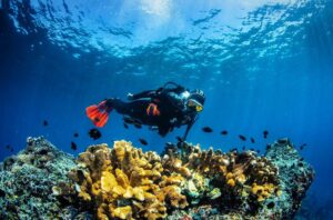 picture of a solo diver