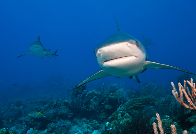 Underwater Photographer