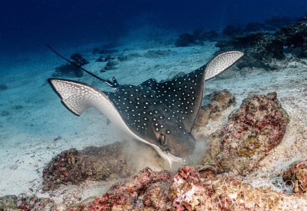 Underwater Videographer